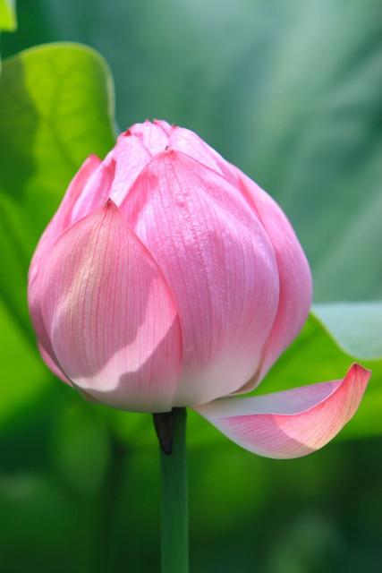 lotus picture.jpg
