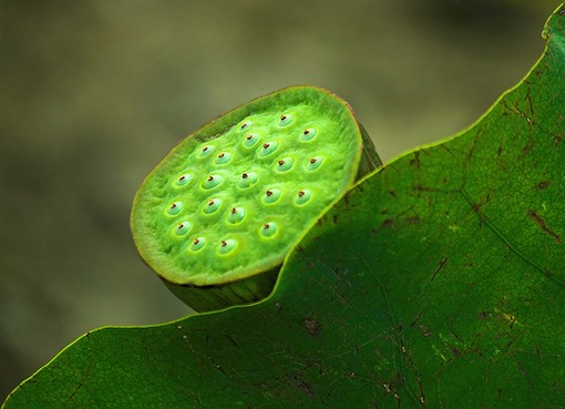 lotus seeds.jpg