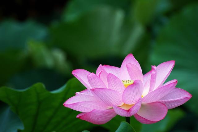 Lotus with dark green leaves.jpg