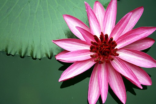 loyus flower in red and pink.jpg