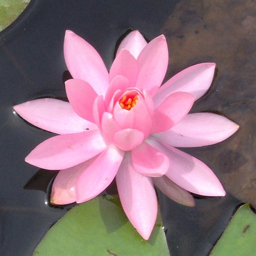 open lotus flower.jpg