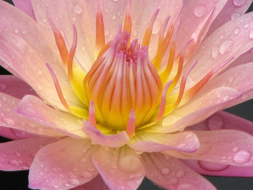 peachy lotus pic.jpg