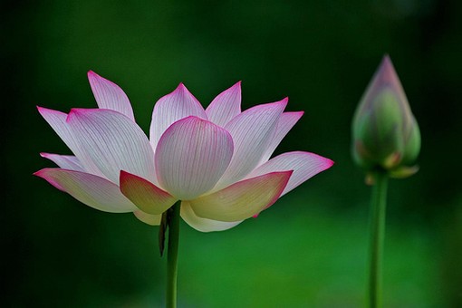 photo of Lotus flower and bud.jpg