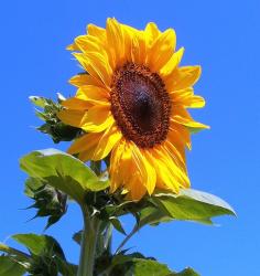 picture of sunflower.jpg