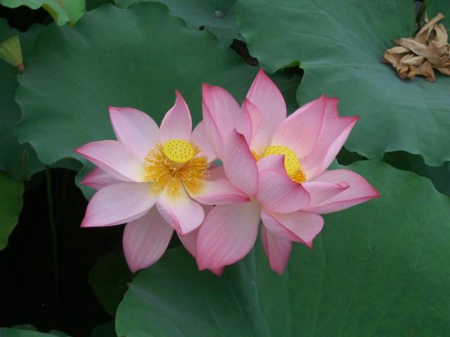 photo of lotus flowers.jpg