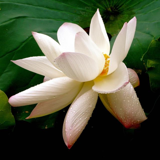photo of white lotus flower.jpg