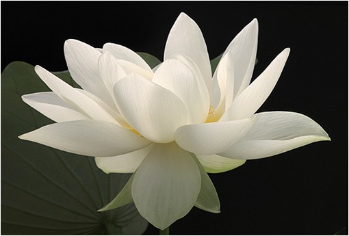 picture of white lotus.jpg