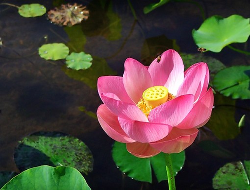 pink lotus flower pics.jpg
