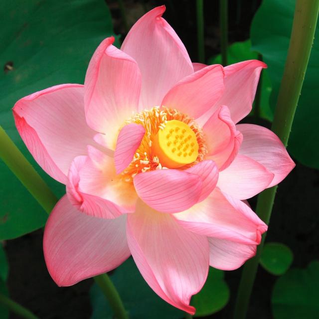 pink lotus with bright yellow center.jpg