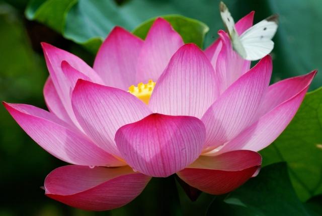 pink lotus with white butterfly.jpg