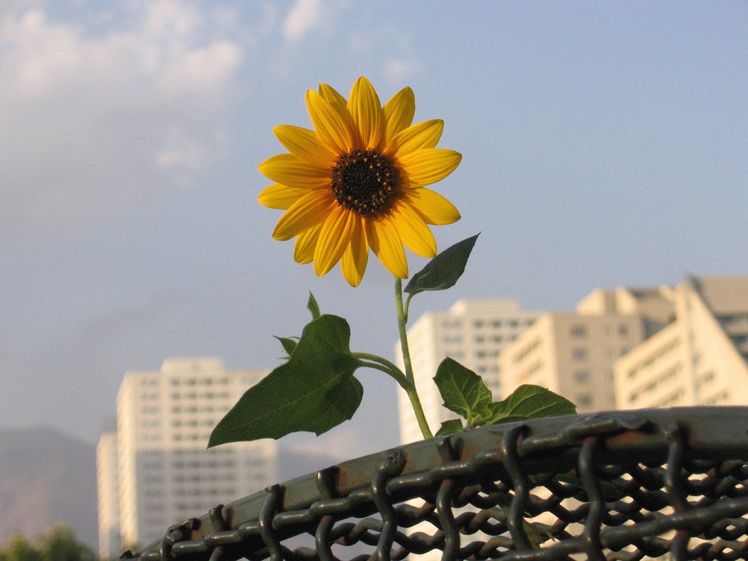 sunflower in the city.jpg