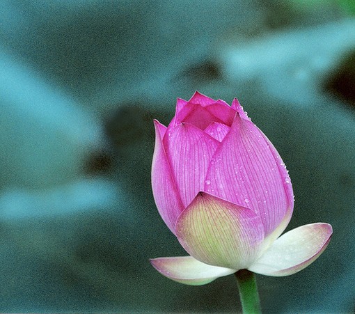 purple pink lotus bud picture.jpg