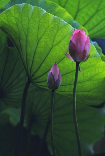 Purple pink lotus buds.jpg