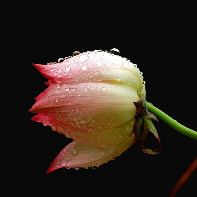 red lotus bud.jpg