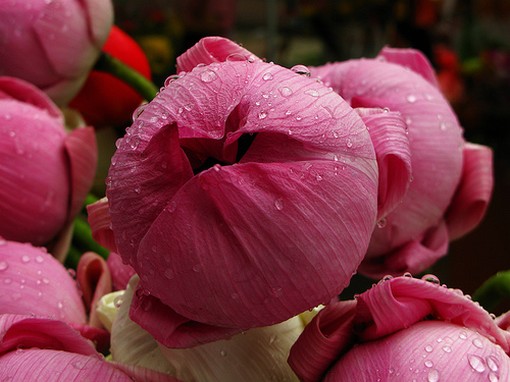 red lotus buds.jpg