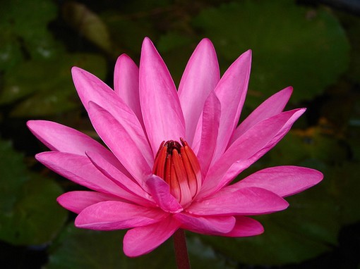 rich color flower lotus.jpg