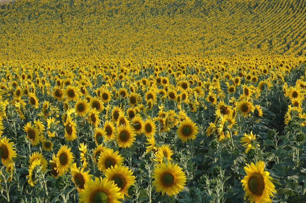 sunflower field picture.jpg