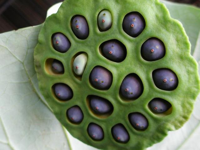 seeds of lotus flowers.jpg