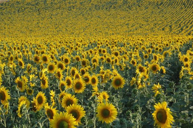 sunflower field picture.jpg