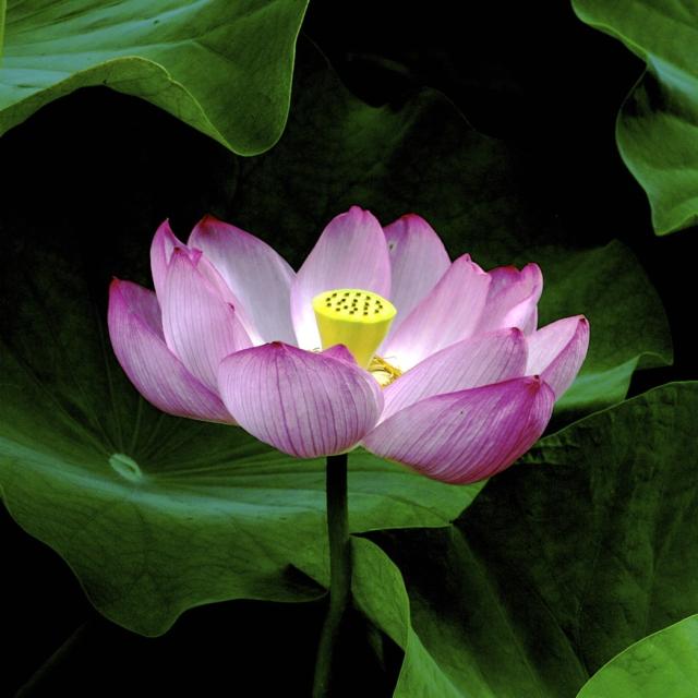 unique flower lotus.jpg