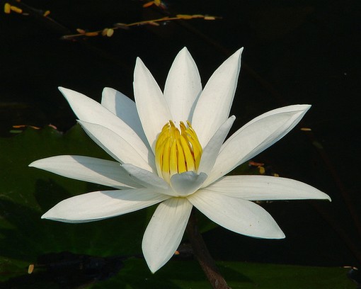 water lilly with yellow eye.jpg