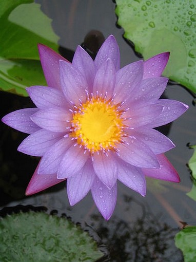 water lily photo.jpg