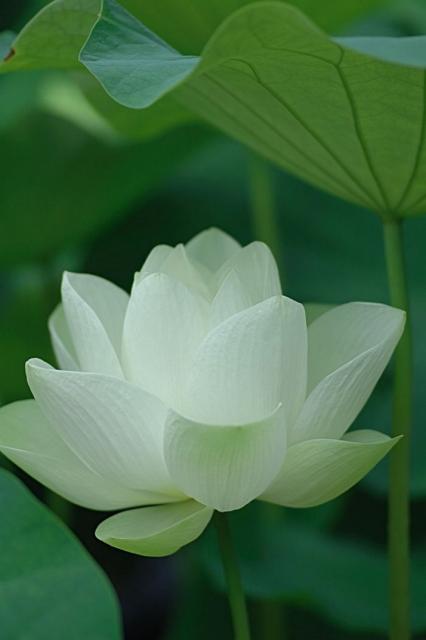 white Lotus flower.jpg
