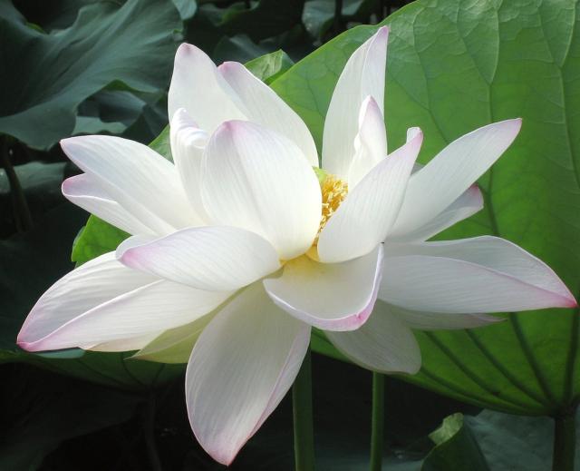 White lotus flower with yellow center.jpg