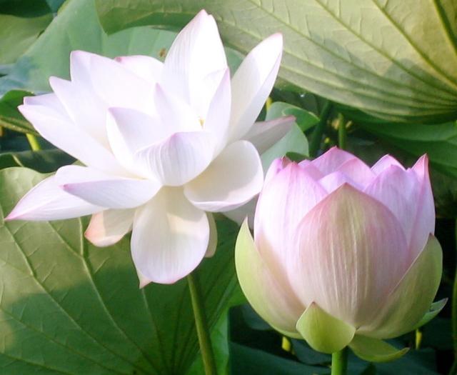 white lotus flowers picture.jpg