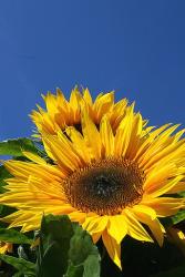 sunflower face.jpg