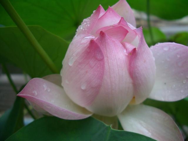 young lotus flower in rain.jpg