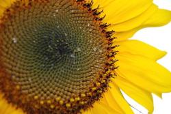 sunflower face close up.jpg