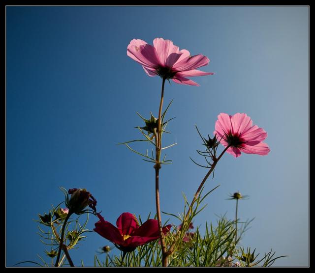 wildflowers picture.jpg