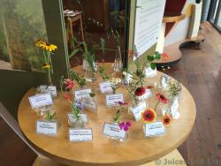 Wildflowers Pictures Gallery