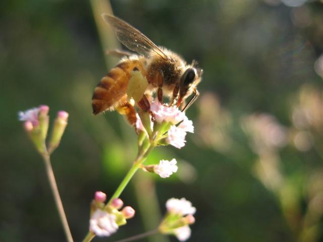 bee on light pink wild flower.jpg