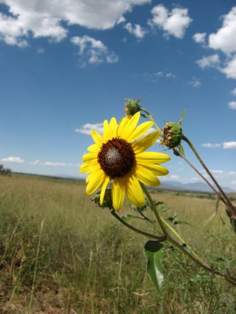 big wild flower picture.jpg