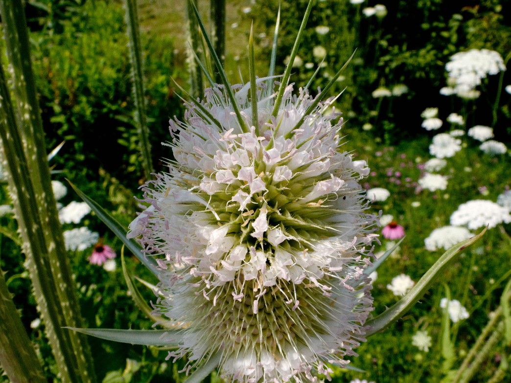 big Wildflower.jpg