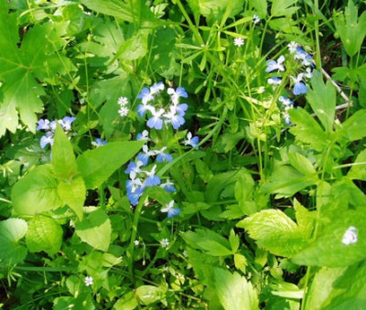 blue eyed marys wildflowers photo.jpg