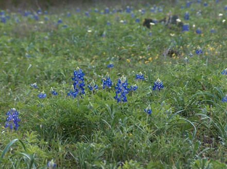 blue wildflower picture.jpg