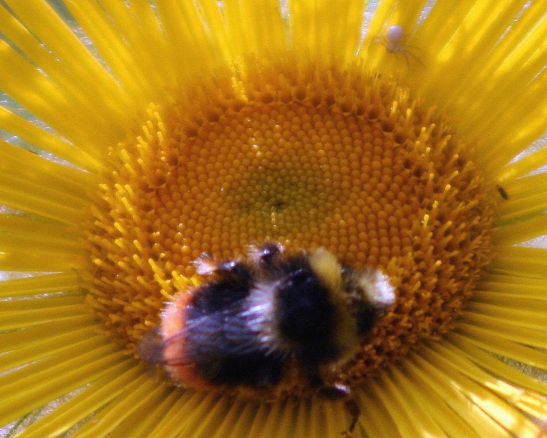 sunflower attraction.jpg