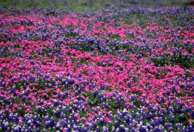 bright pink and purple wildflowers field.jpg