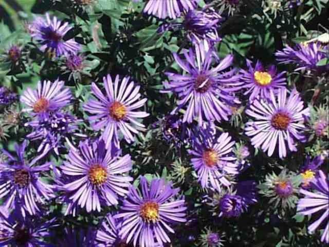 bright purple New England Aster.jpg