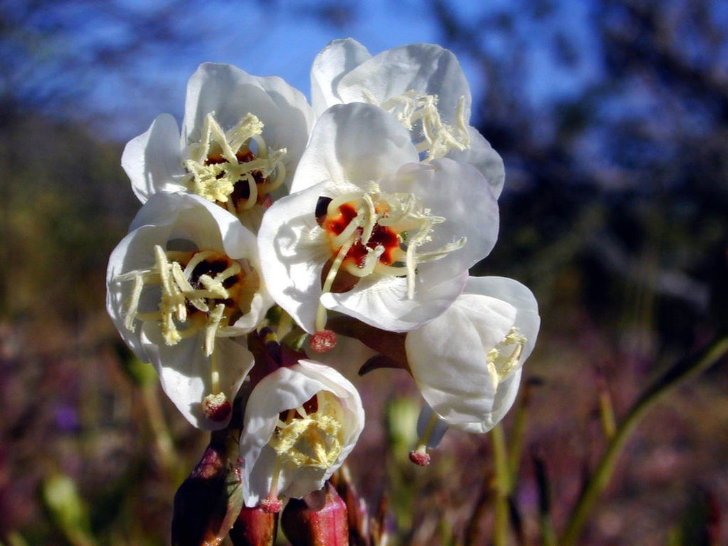 Brown-Eyed Evening Primrose.jpg
