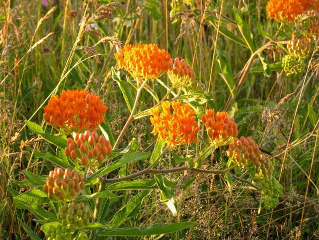 Butterfly Weed picture.jpg