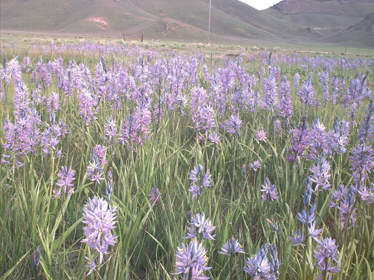 Camas Prairie Wildflowers photo.jpg