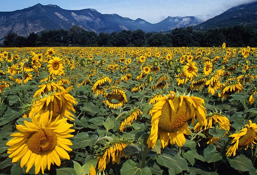 sunflowers field with moutain in the background.jpg