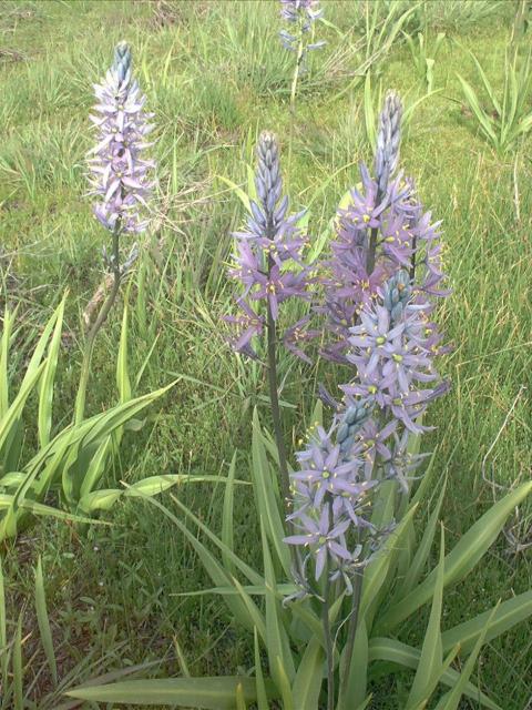 Camas Prairie Wildflowers pic.jpg