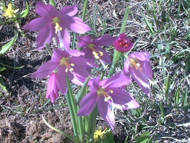 Camas Prairie Wildflowers picture.jpg