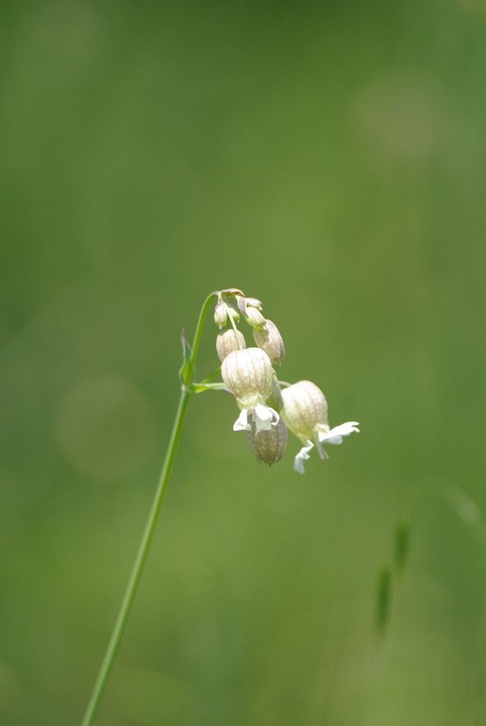 cream wildflowers.jpg
