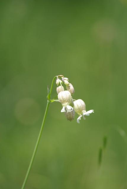 cream wildflowers.jpg
